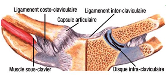 L'articulation sterno-claviculaire (épaule) – Inforhumato.com