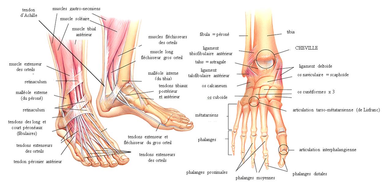 La cheville et le pied –